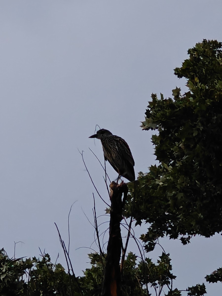 Yellow-crowned Night Heron - ML623824717