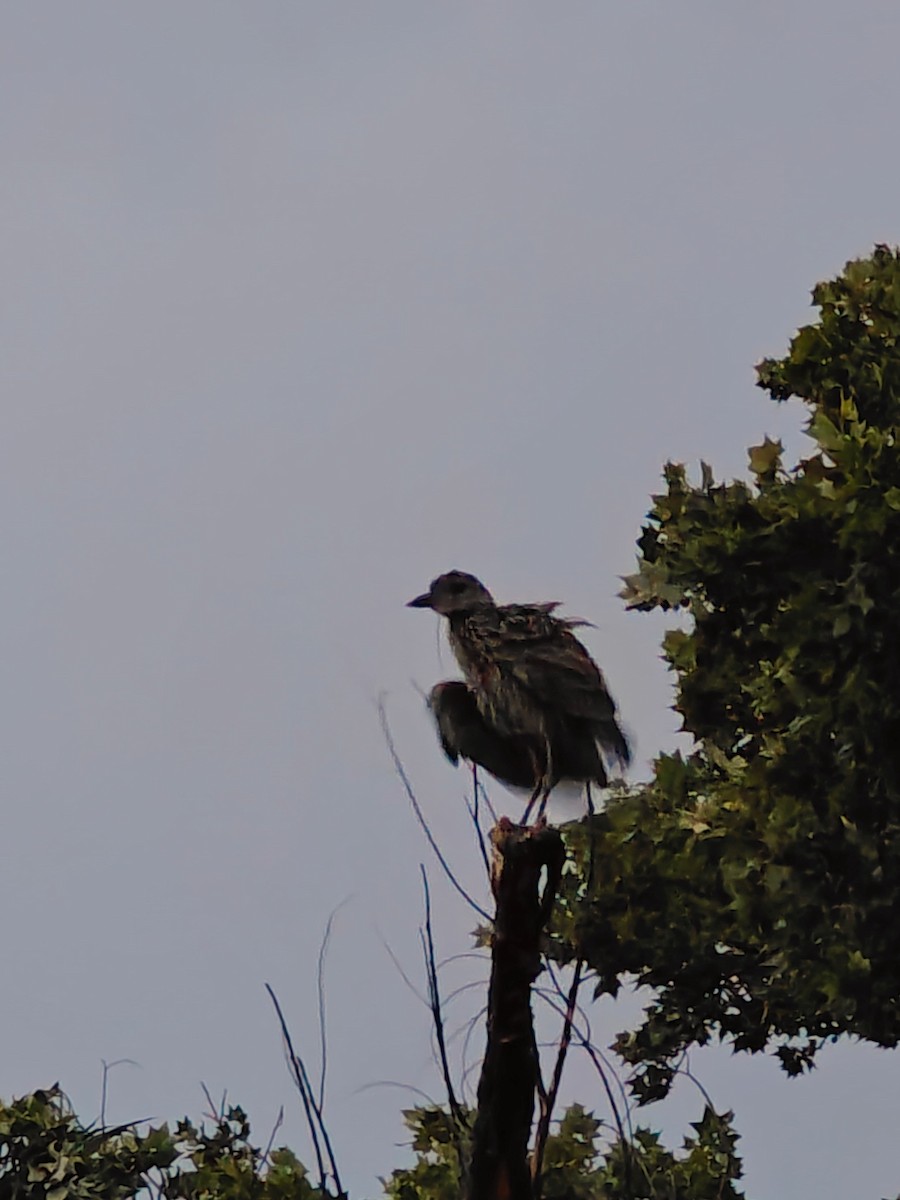 Yellow-crowned Night Heron - ML623824718