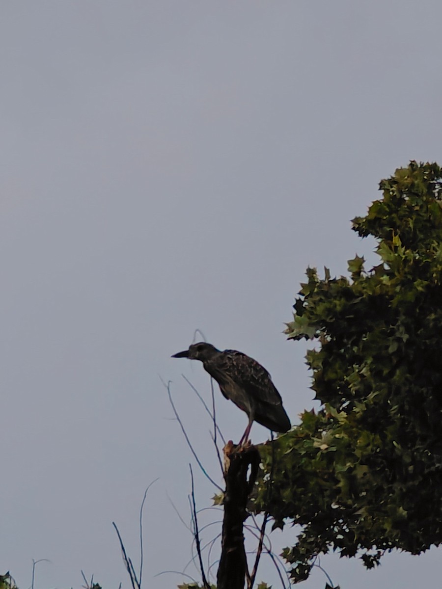 Yellow-crowned Night Heron - ML623824719