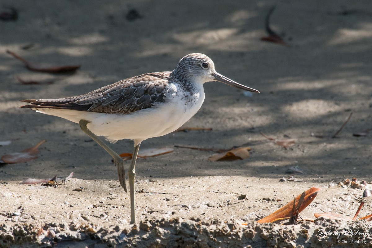 Common Greenshank - Chris Rehberg  | Sydney Birding