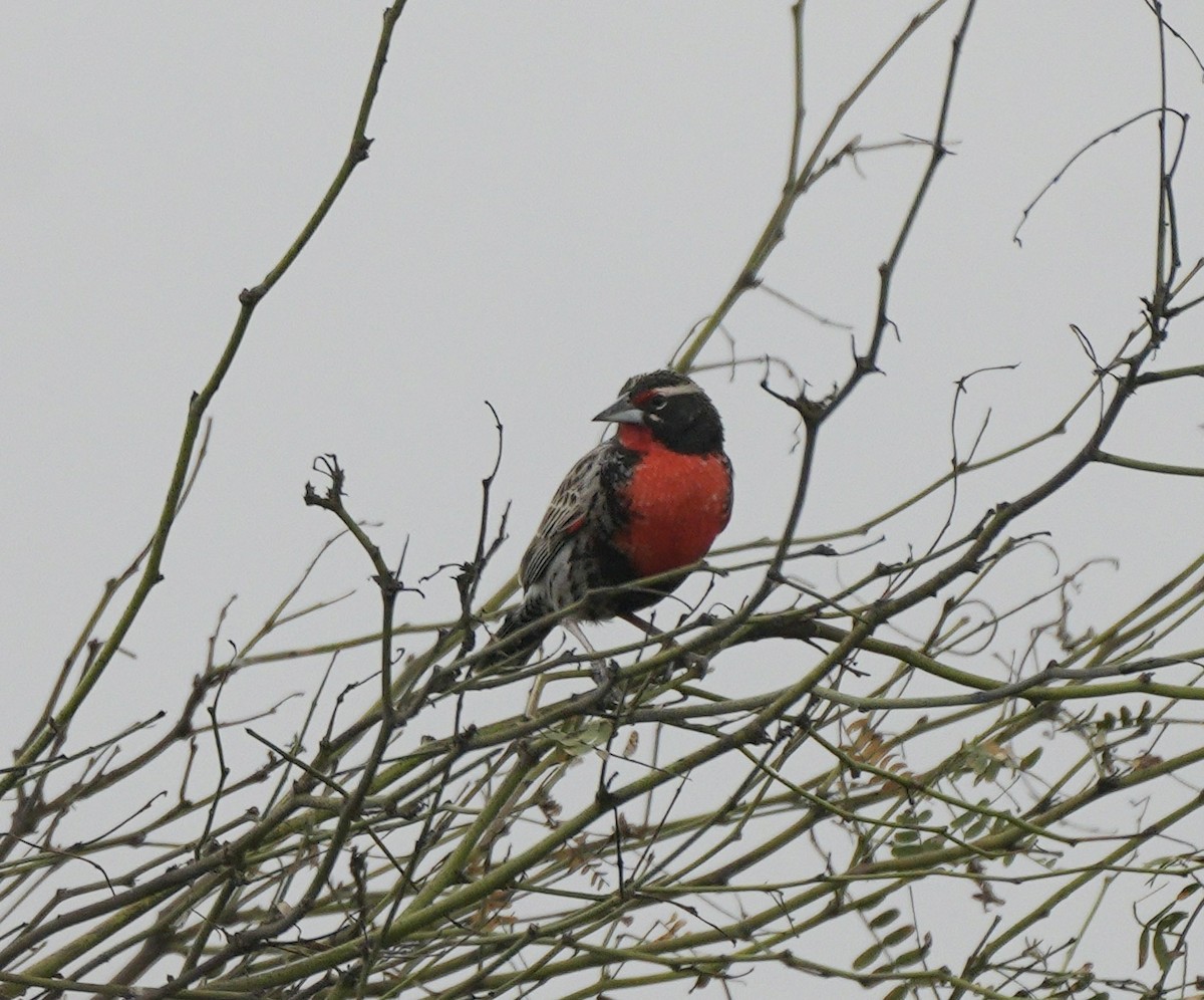 Peruvian Meadowlark - ML623824729