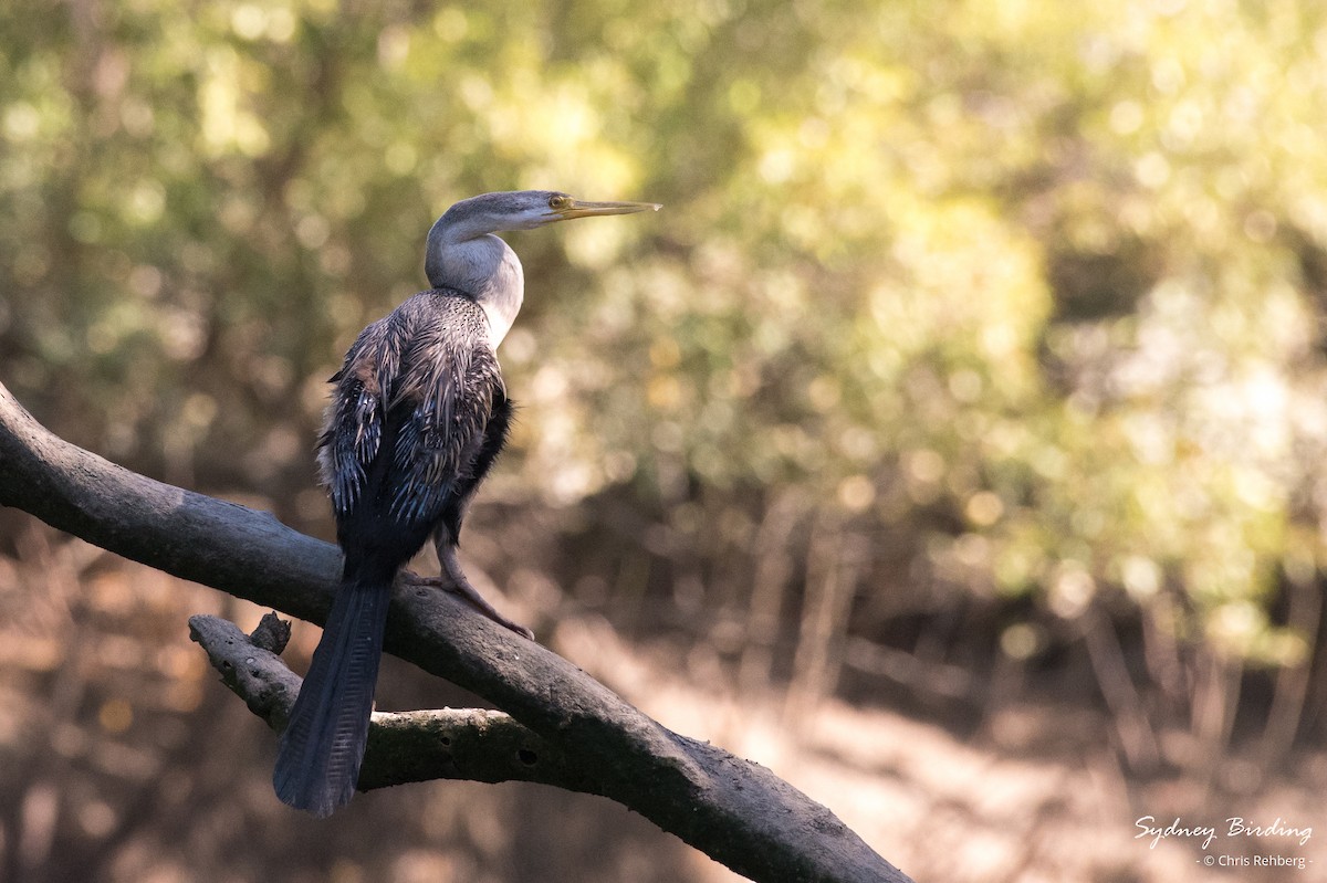 anhinga australská - ML623824730