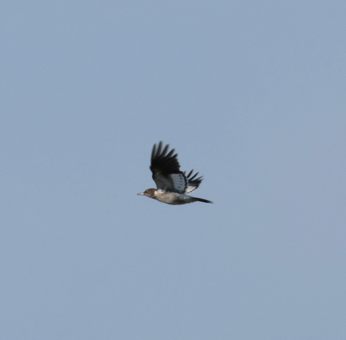 Red-headed Woodpecker - J.A. Smith