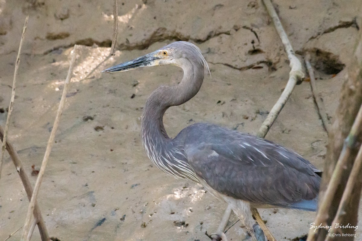 Great-billed Heron - ML623824765