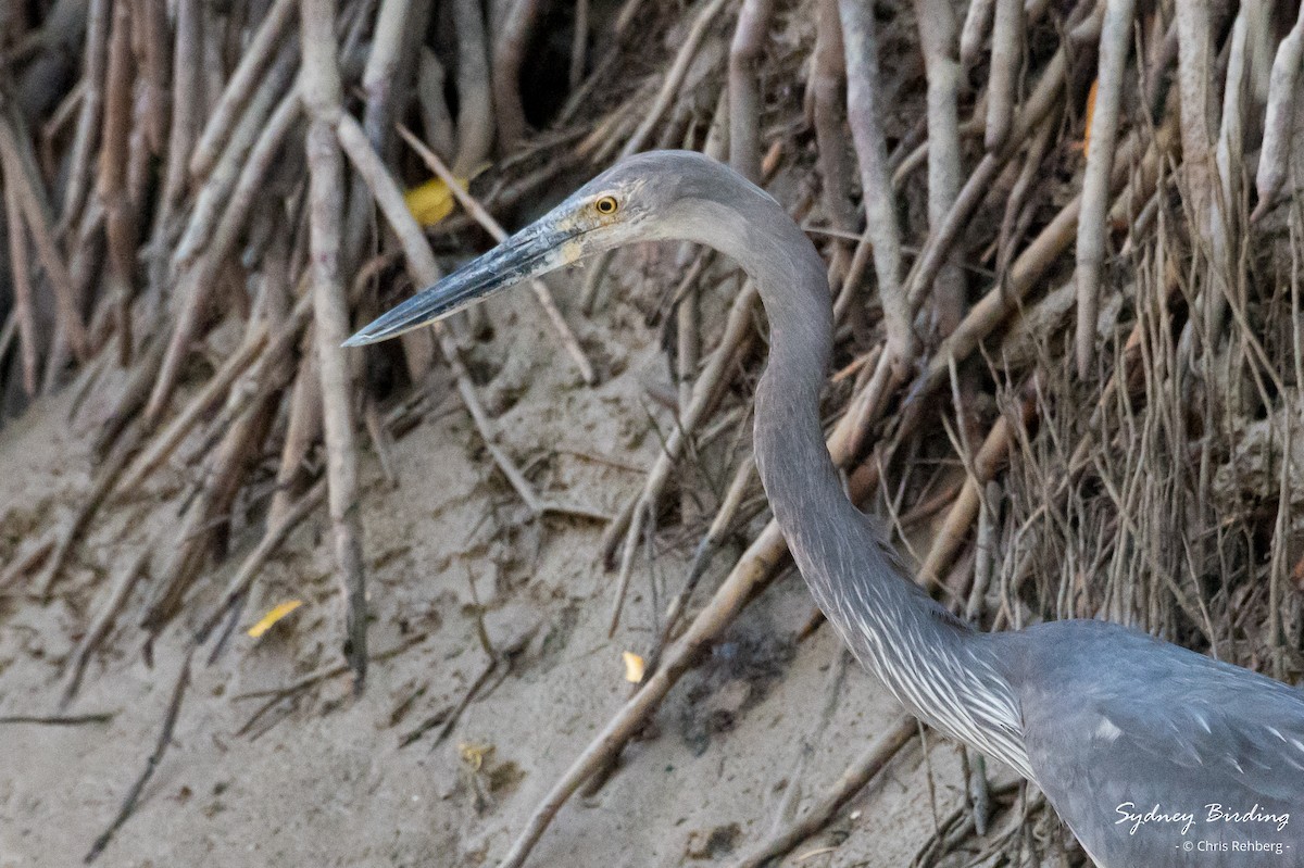 Great-billed Heron - ML623824766