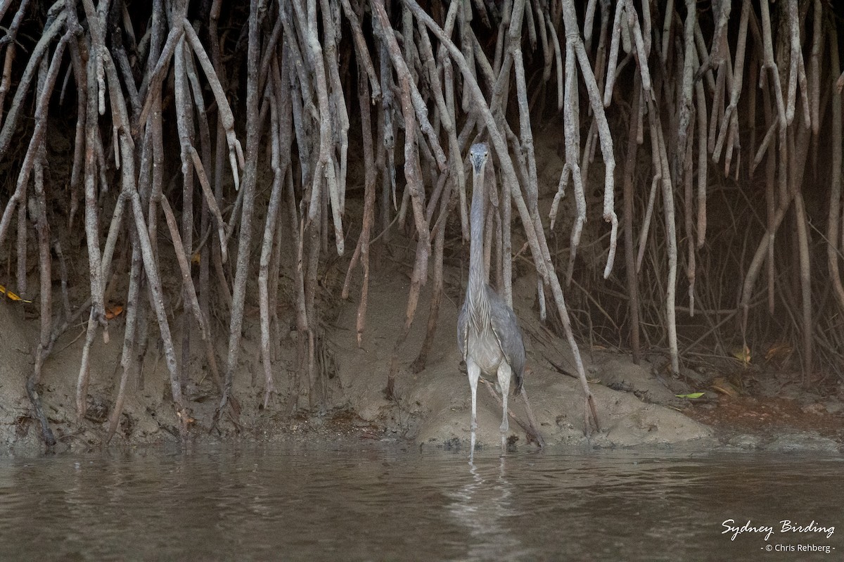 Great-billed Heron - ML623824768