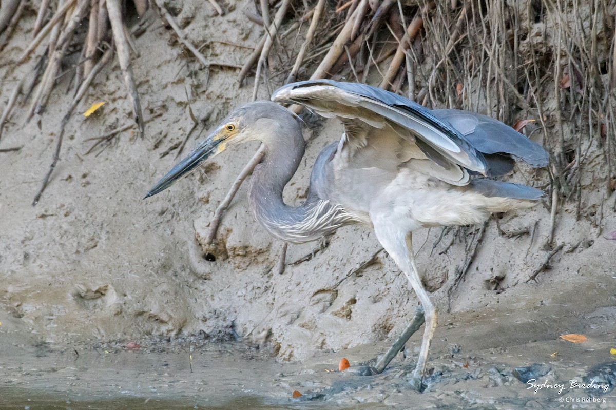 Great-billed Heron - ML623824770