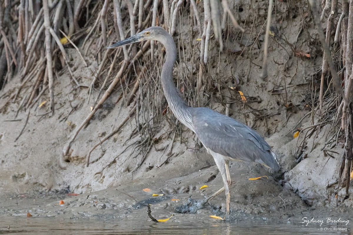 Great-billed Heron - ML623824771