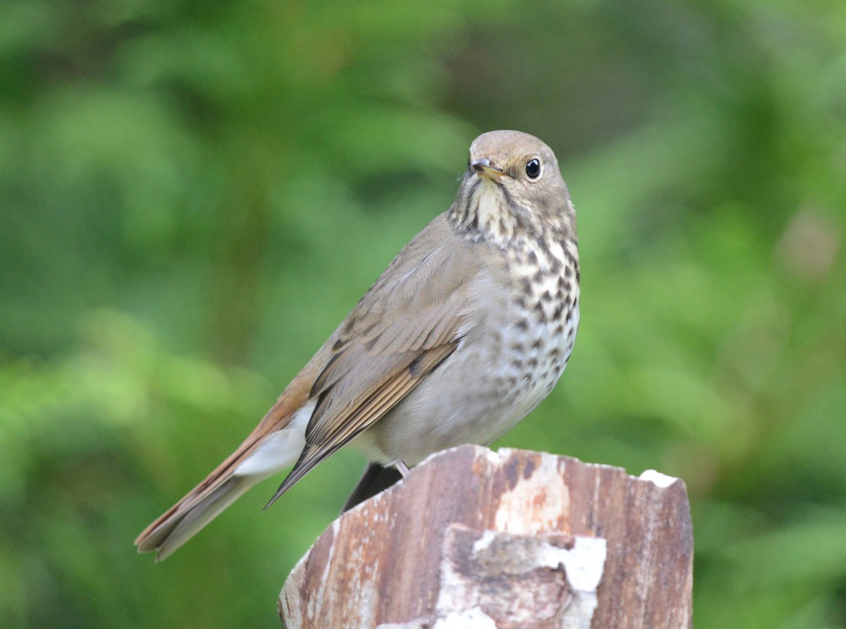 Hermit Thrush - ML623824774