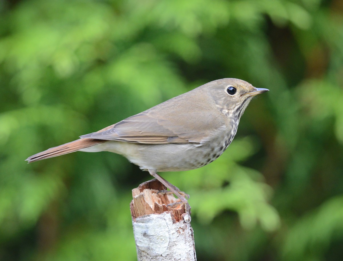 Hermit Thrush - ML623824777