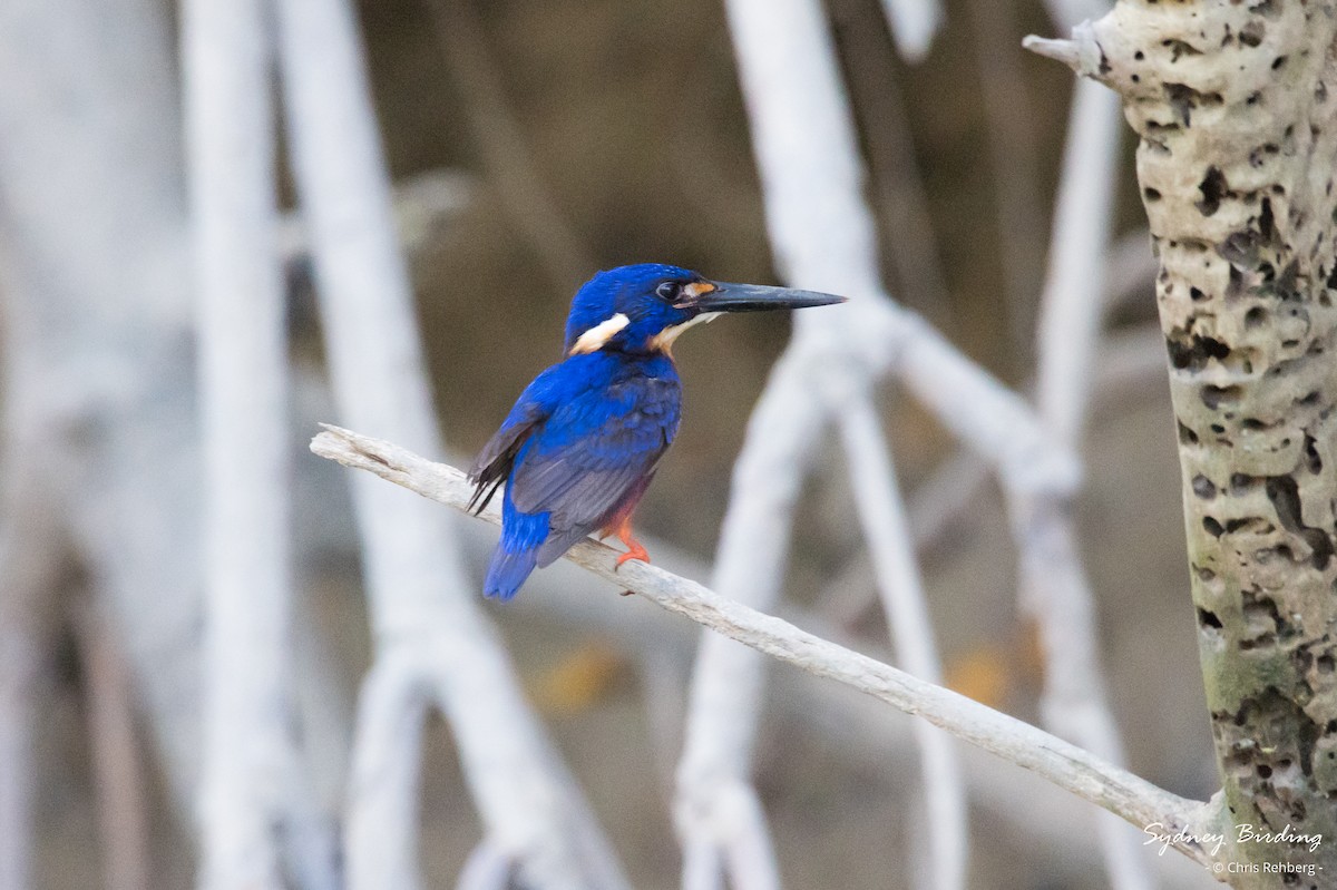 Azure Kingfisher - ML623824791