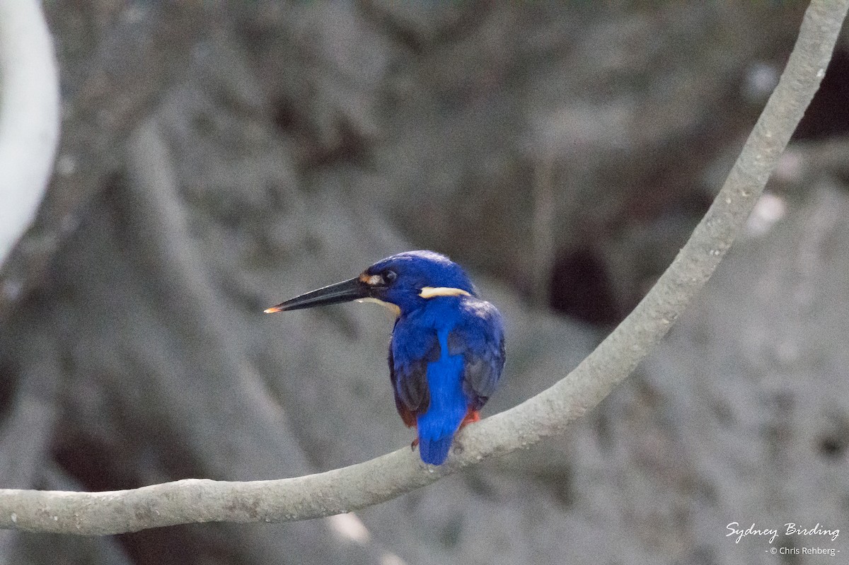 Azure Kingfisher - ML623824792