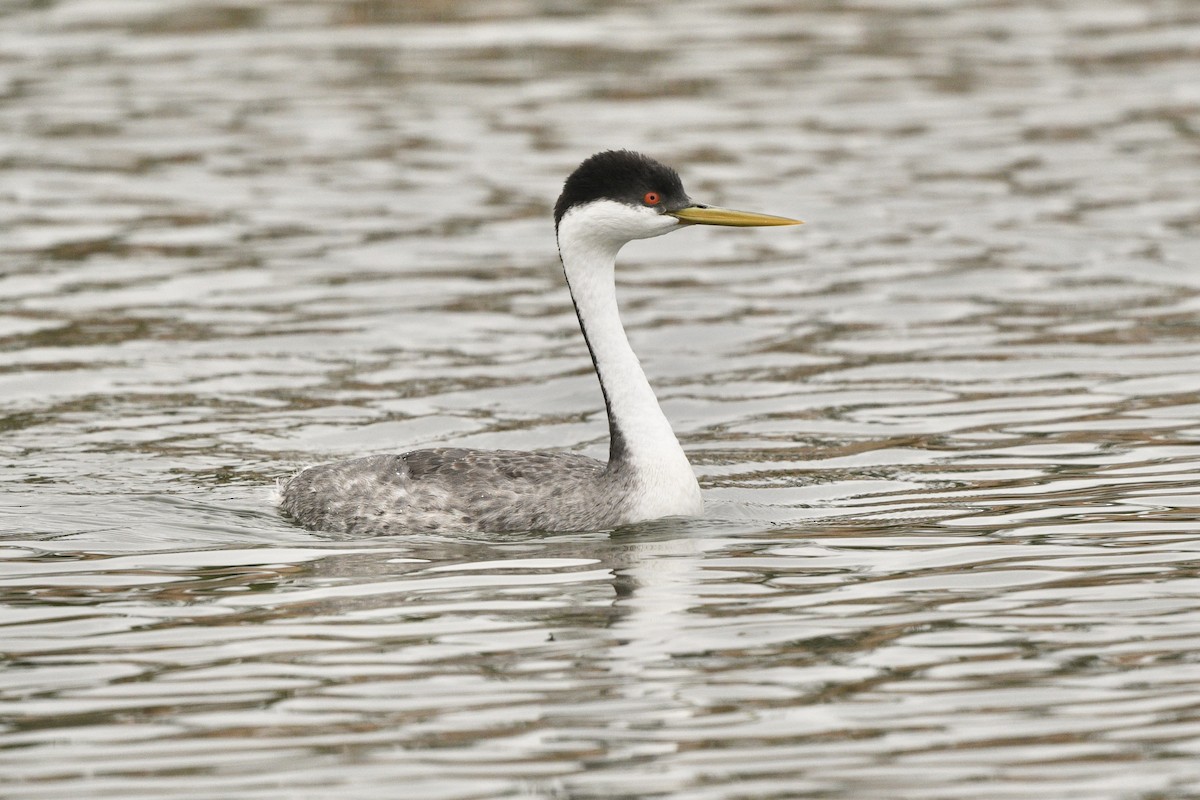 Western Grebe - ML623824798