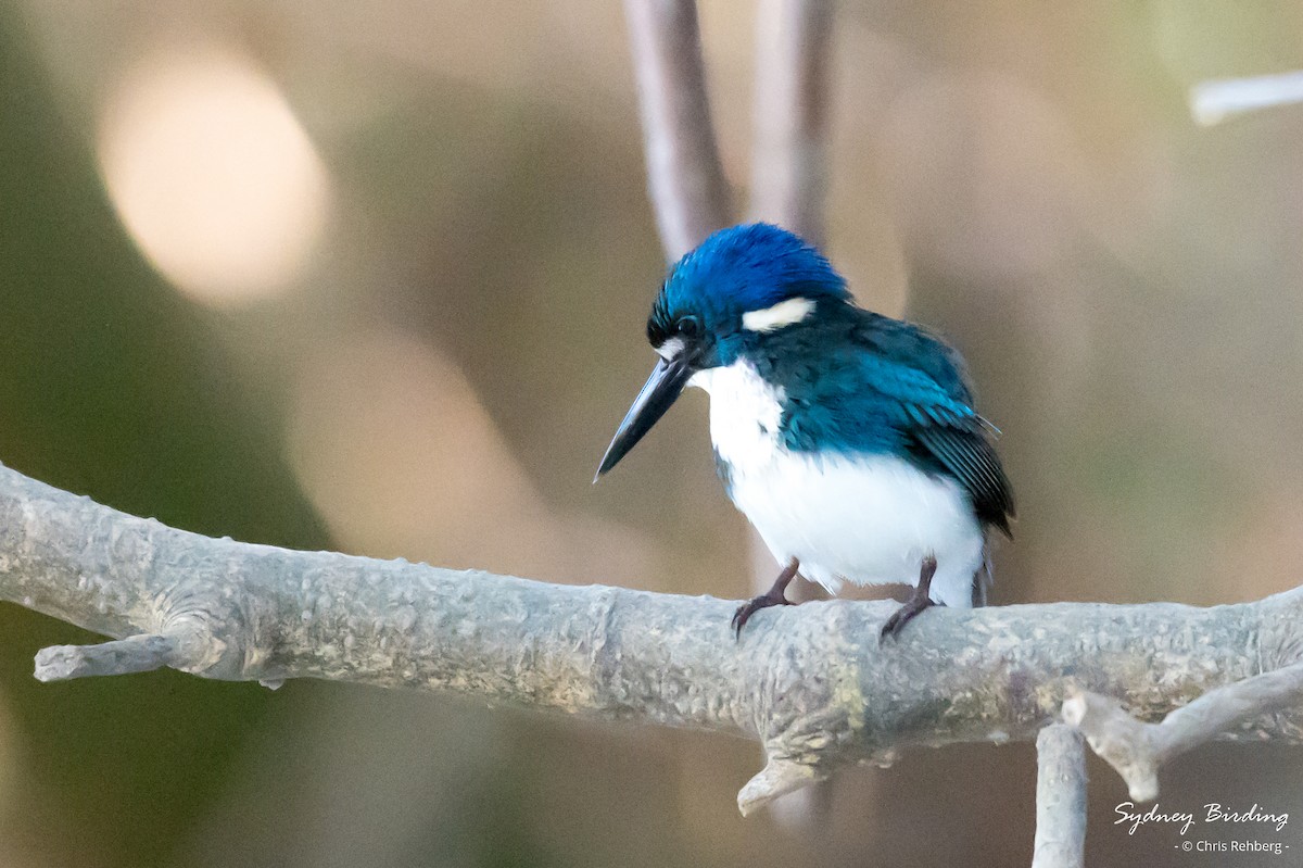 Little Kingfisher - Chris Rehberg  | Sydney Birding