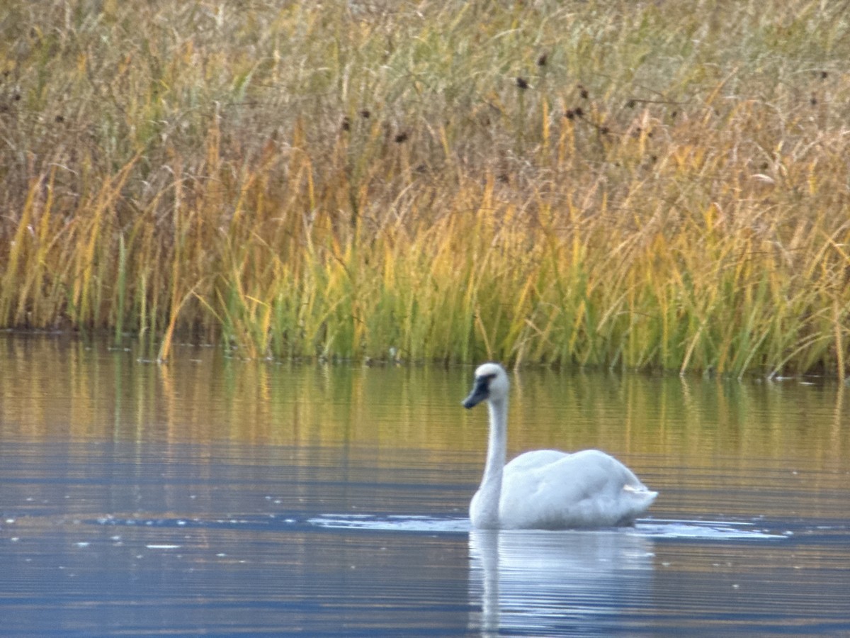 Tundra Swan - ML623824806