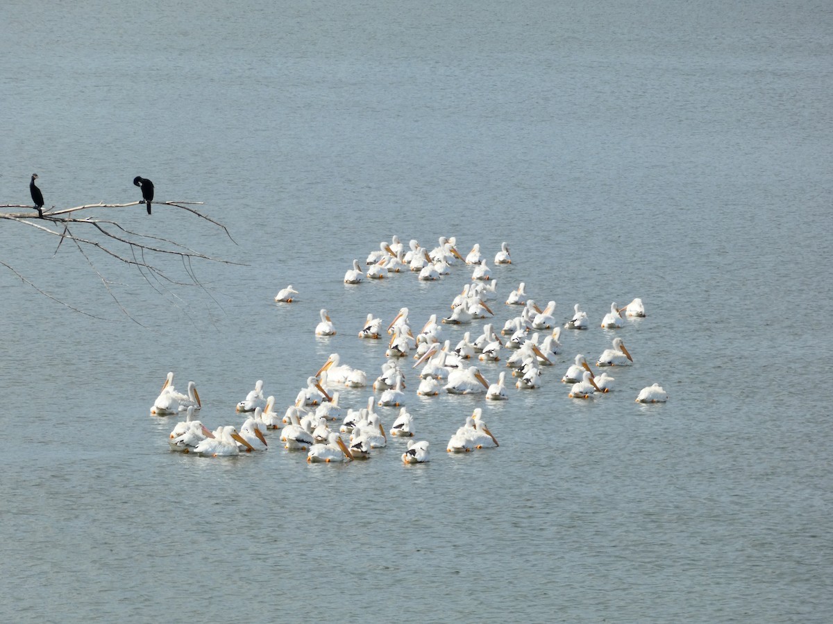 American White Pelican - ML623824810