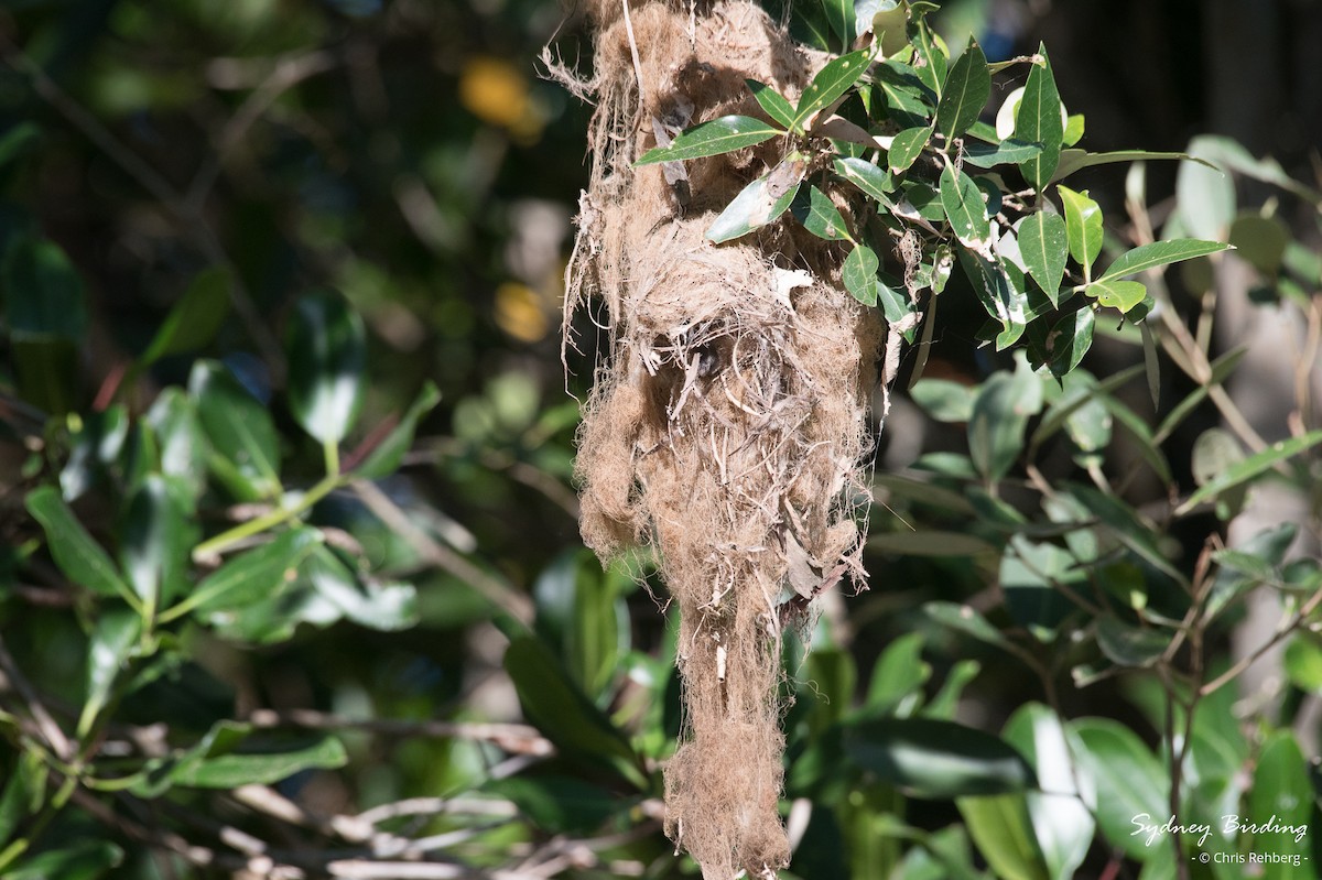 Large-billed Gerygone - ML623824814