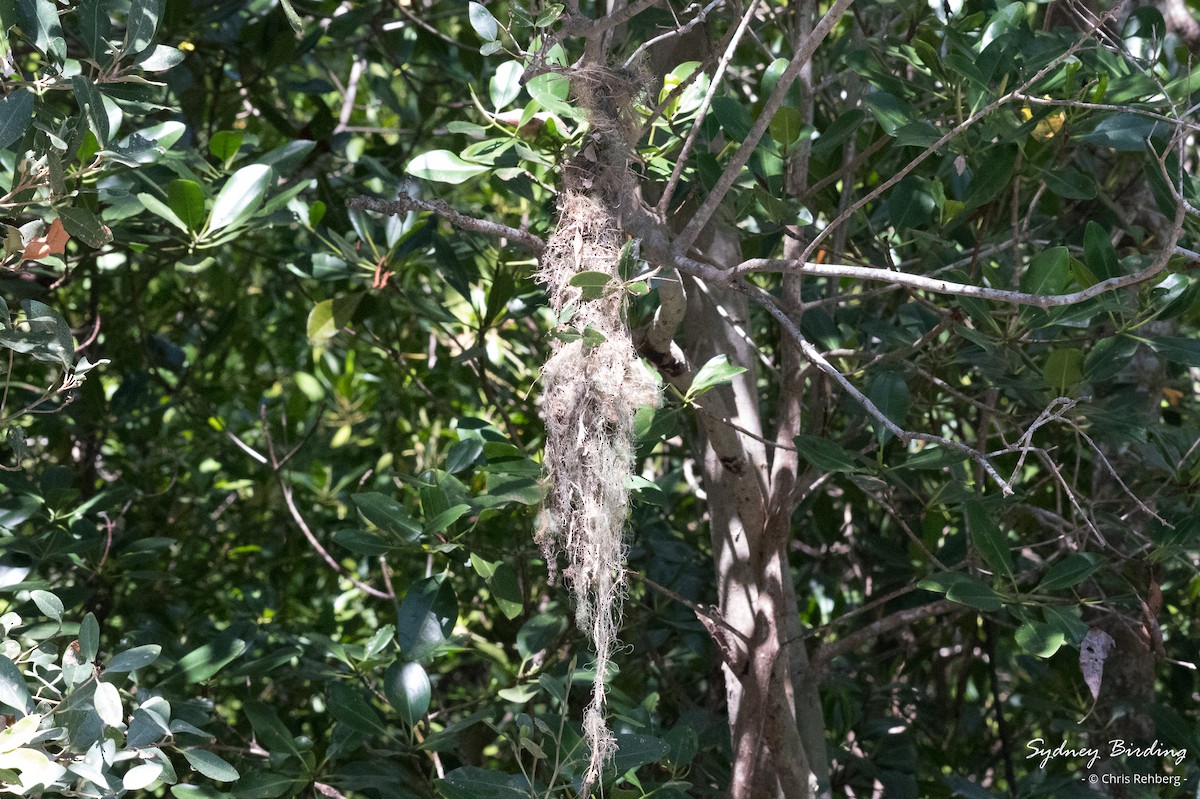 Large-billed Gerygone - ML623824815