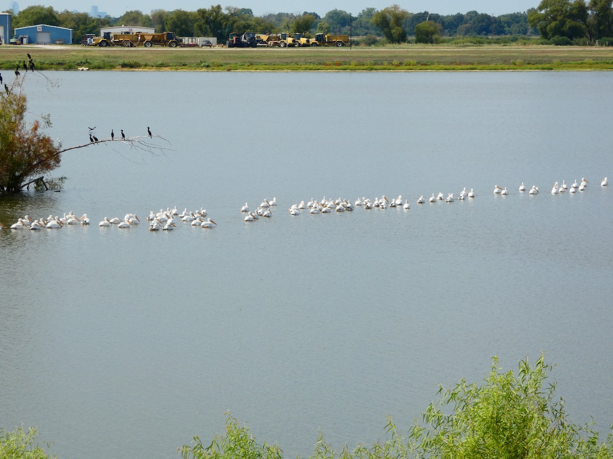 American White Pelican - ML623824818