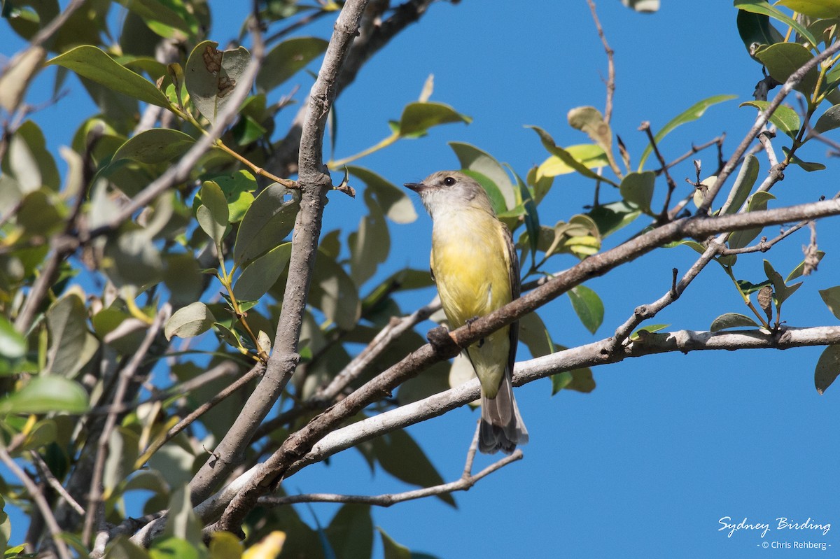 Lemon-bellied Flyrobin - ML623824822