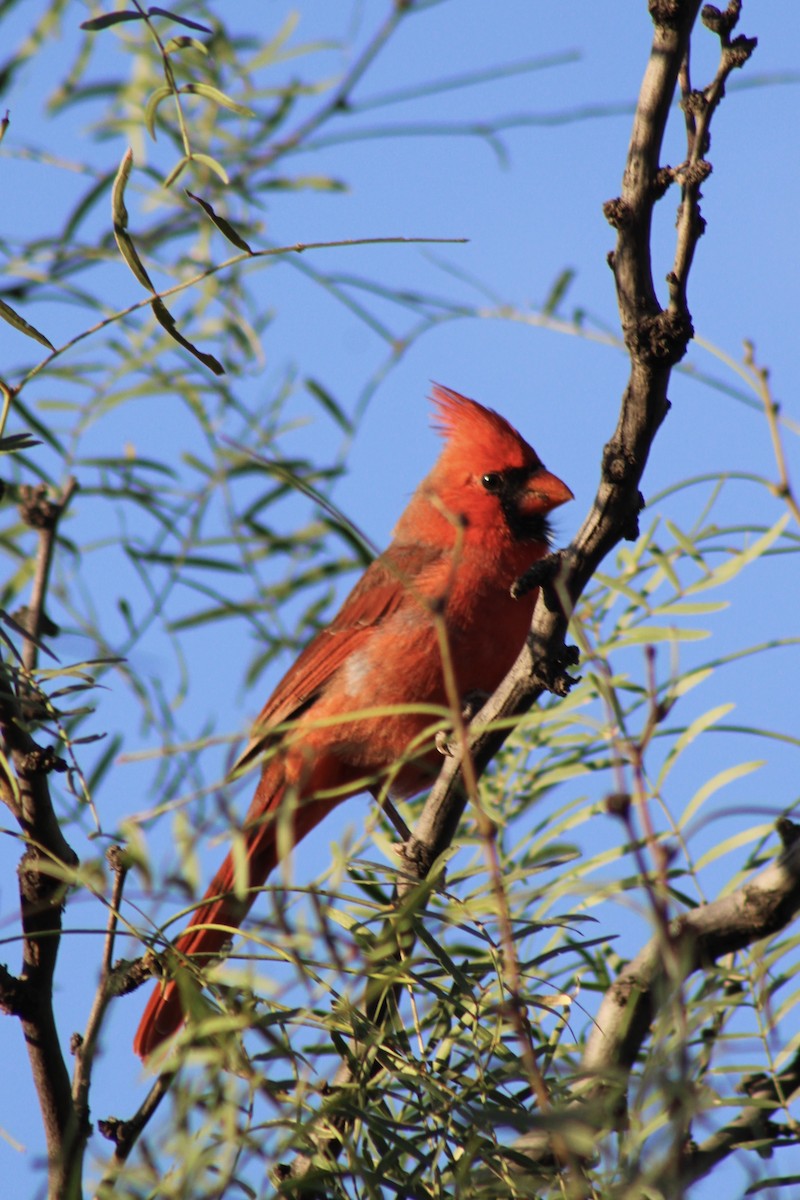 Cardinal rouge - ML623824824