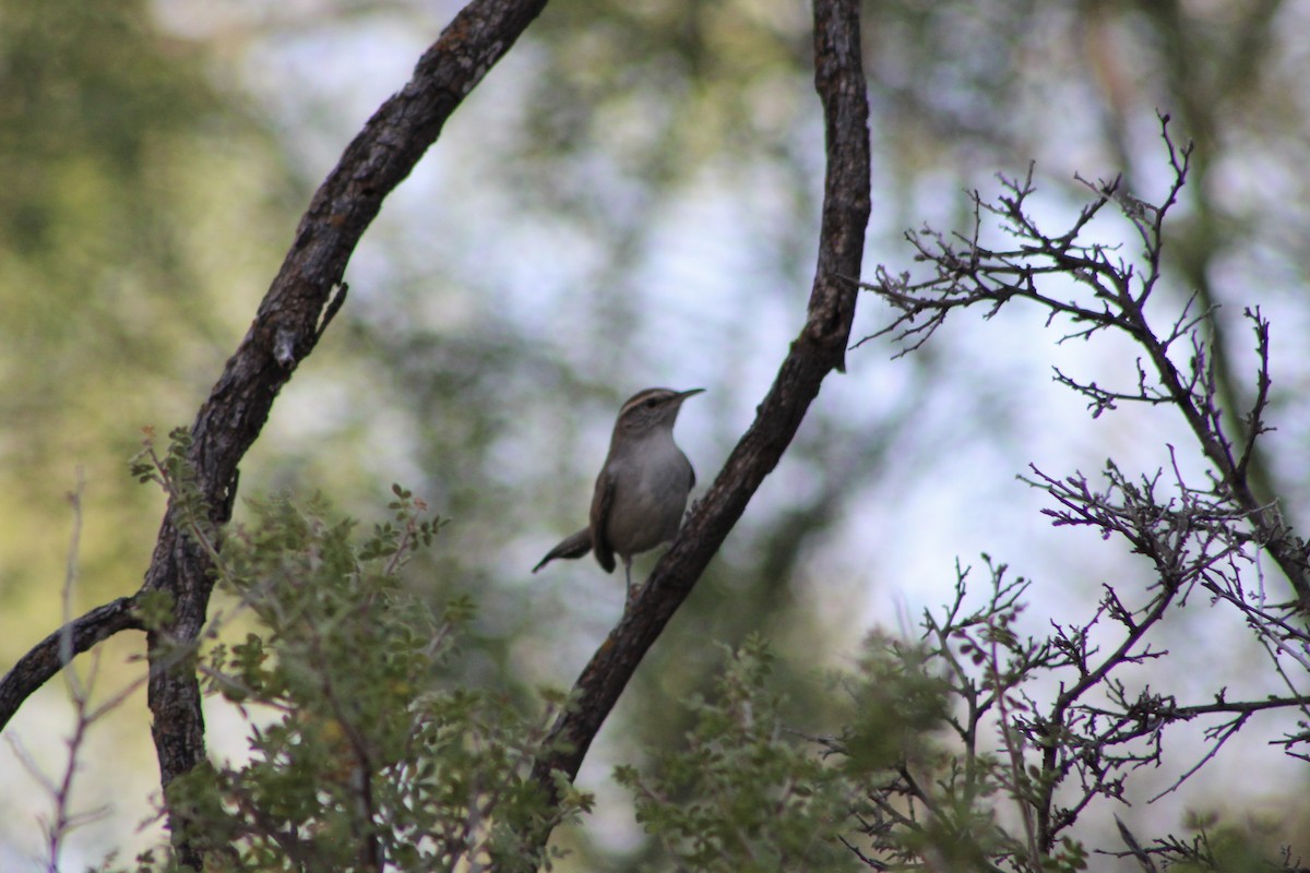 Troglodyte de Bewick - ML623824833