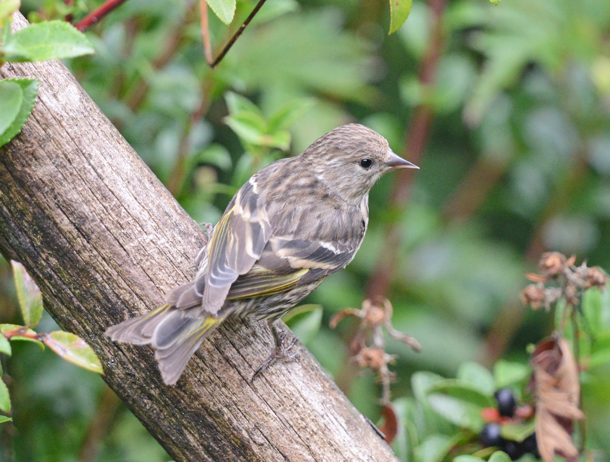 Pine Siskin - ML623824835