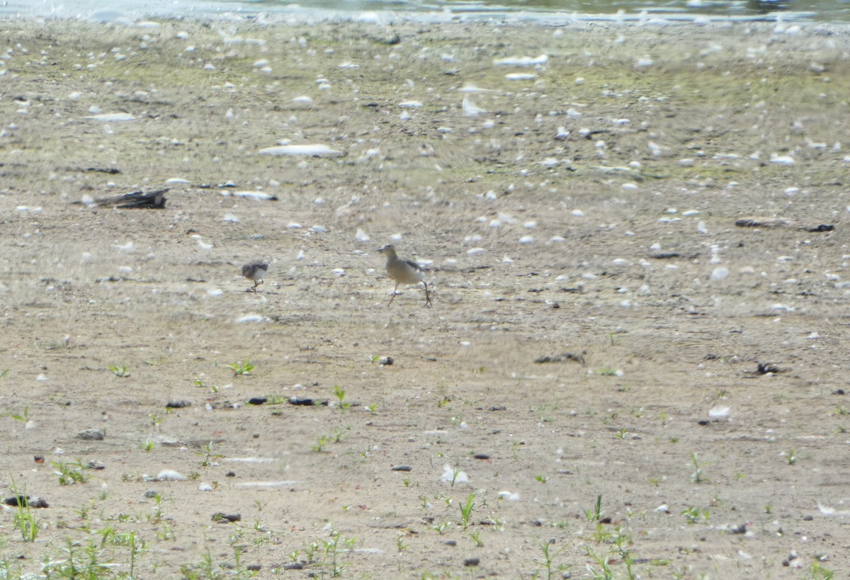 Buff-breasted Sandpiper - ML623824836