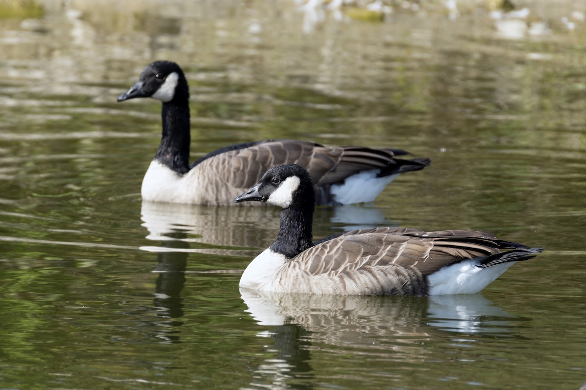 Cackling Goose - ML623824837