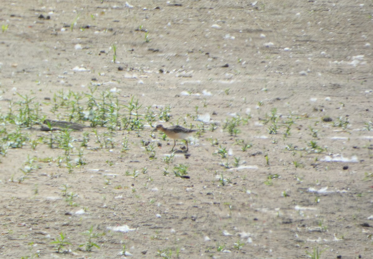 Buff-breasted Sandpiper - ML623824841