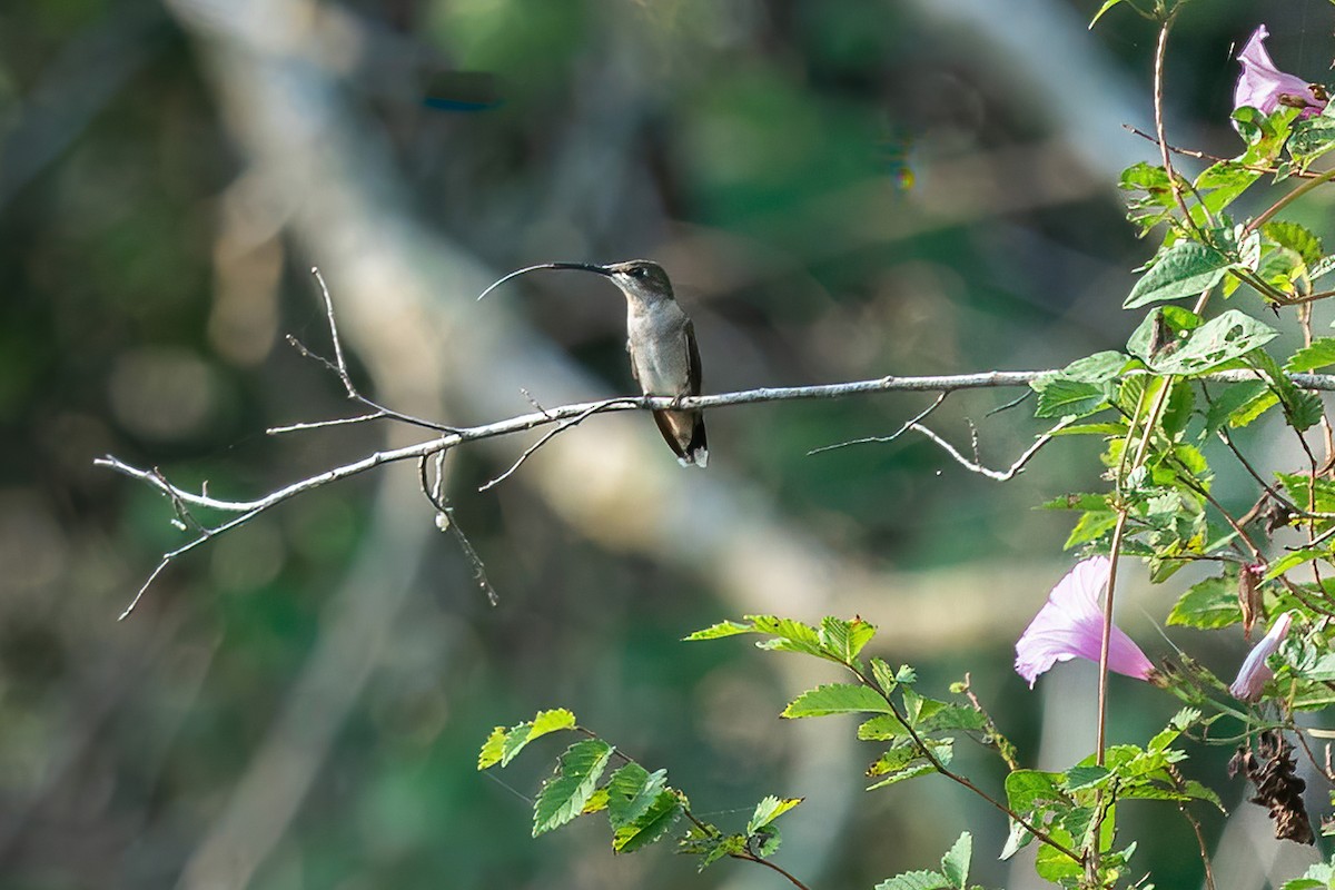 Colibri à gorge rubis - ML623824854