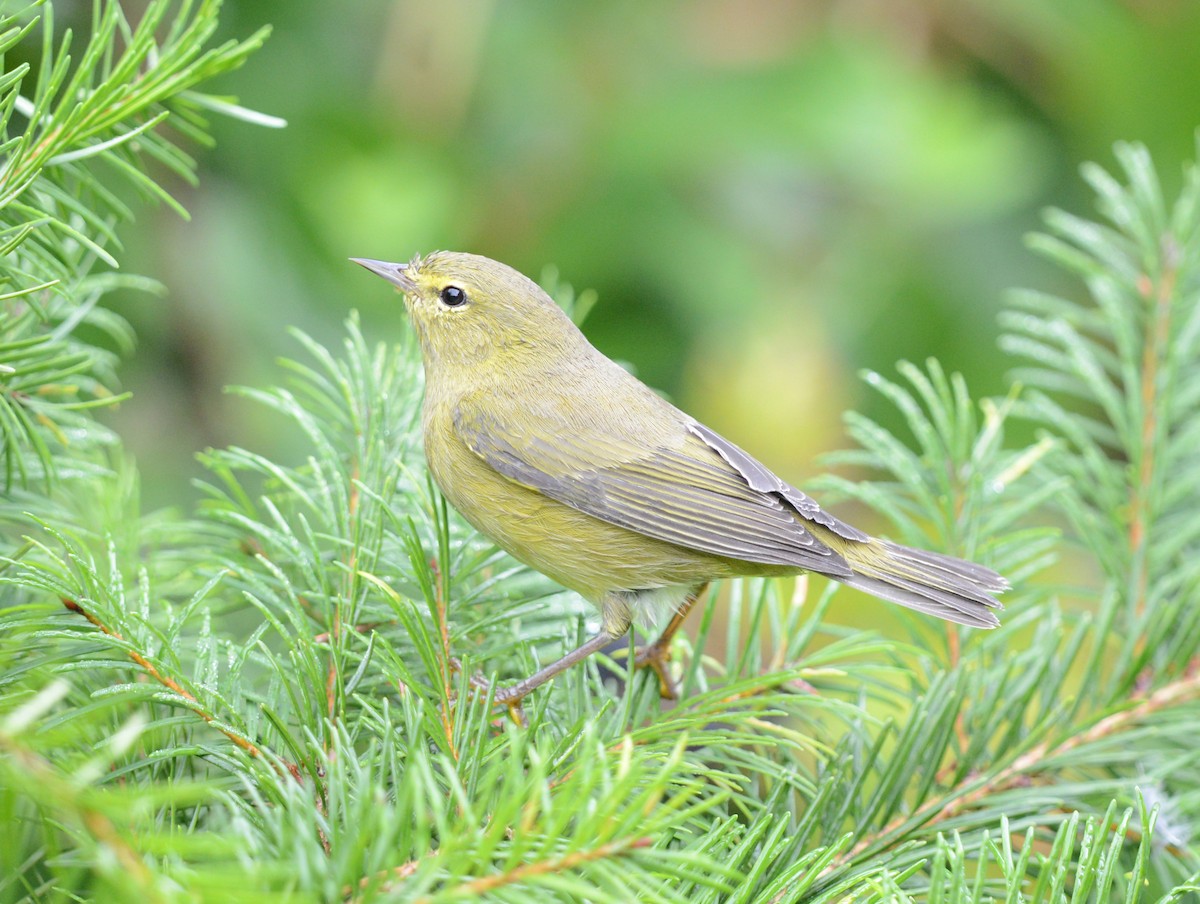 Orange-crowned Warbler - ML623824855