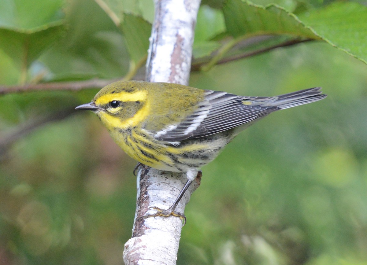 Townsend's Warbler - ML623824857