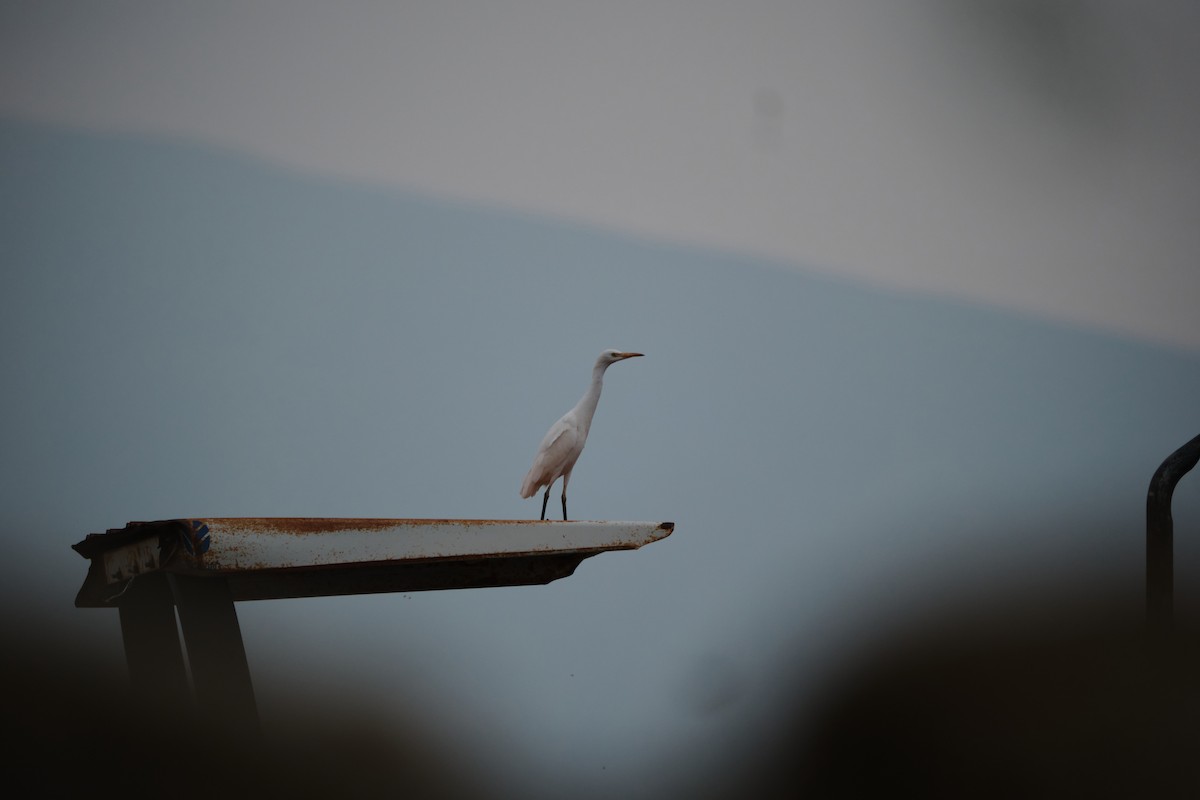 Western Cattle-Egret - ML623824863