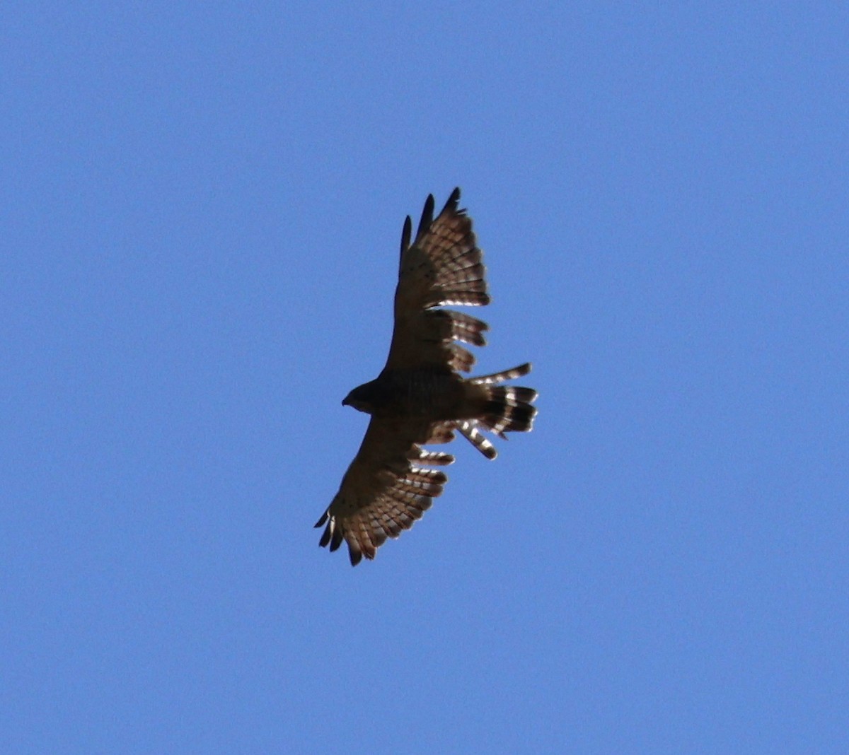 Broad-winged Hawk - ML623824864