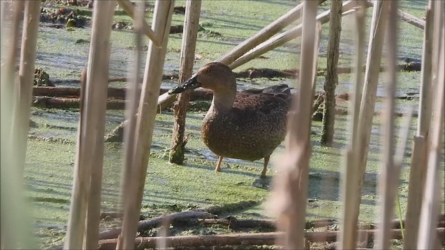 Cinnamon Teal - ML623824872