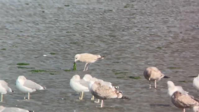 Short-billed Gull - ML623824875