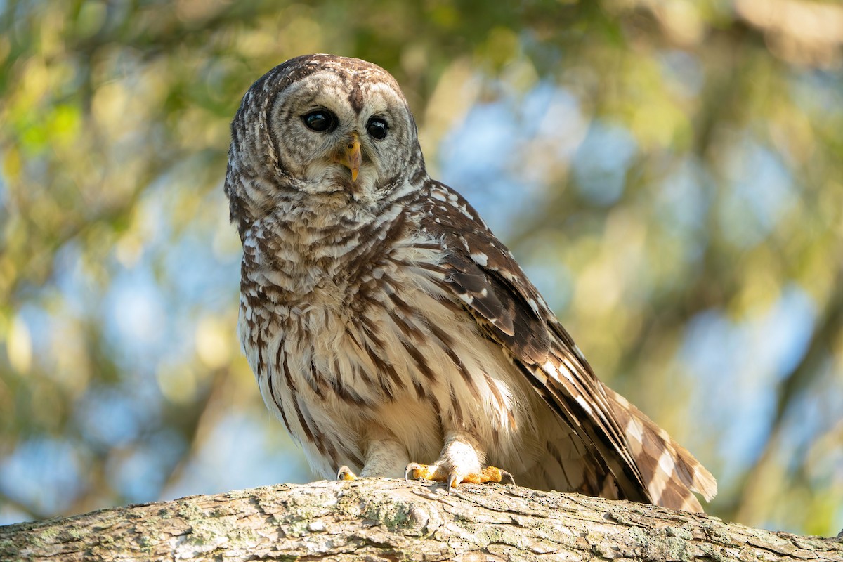 Barred Owl - Zeno Taylord-Hawk