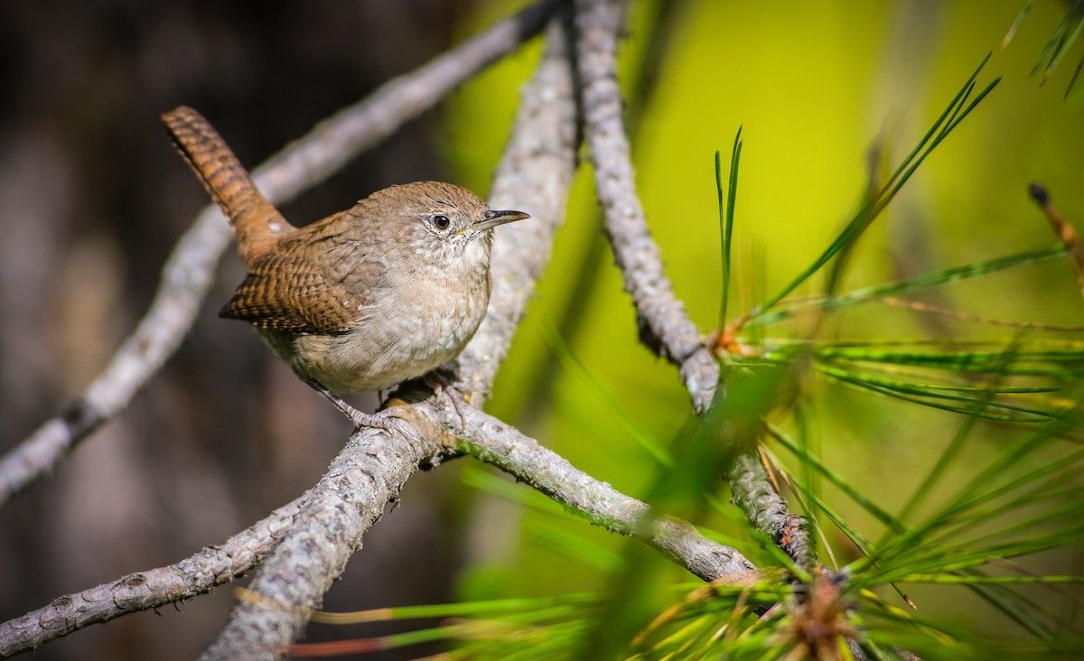 House Wren - ML623824905