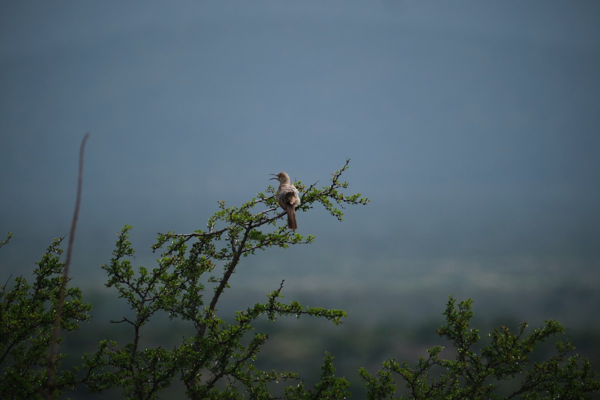 Crissal Thrasher - ML623824937