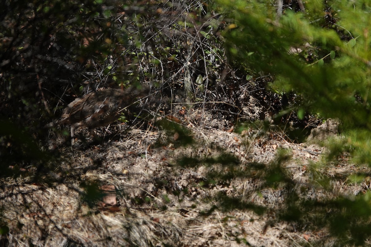 Mountain Quail - Matthew Hunter