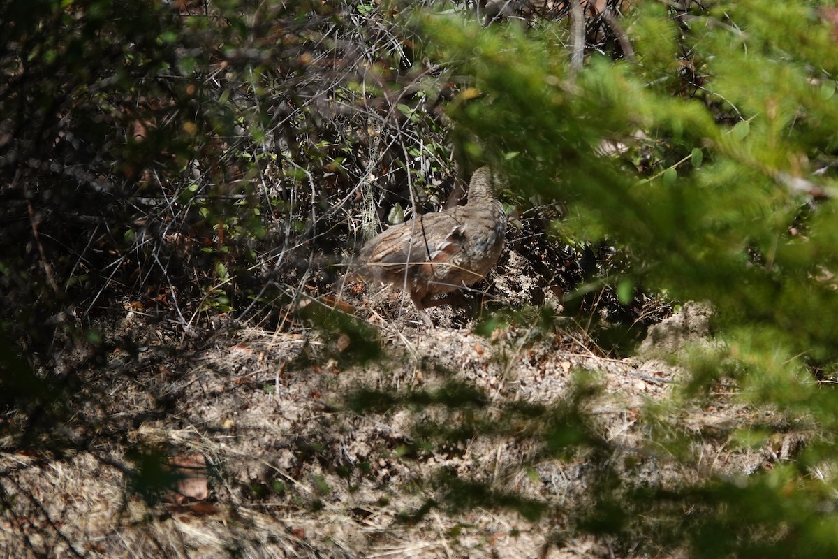 Mountain Quail - Matthew Hunter