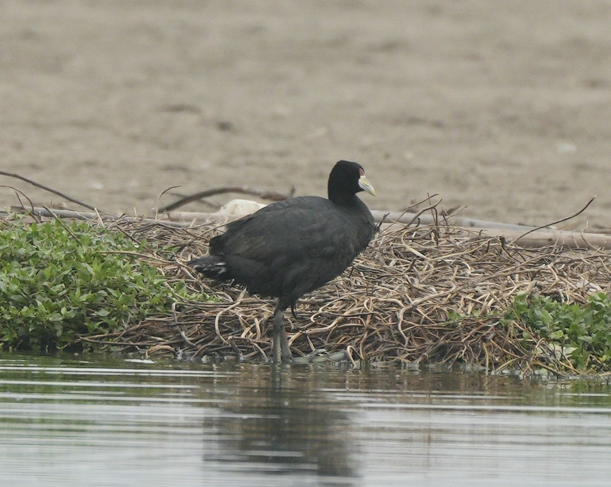 Slate-colored Coot - ML623825092