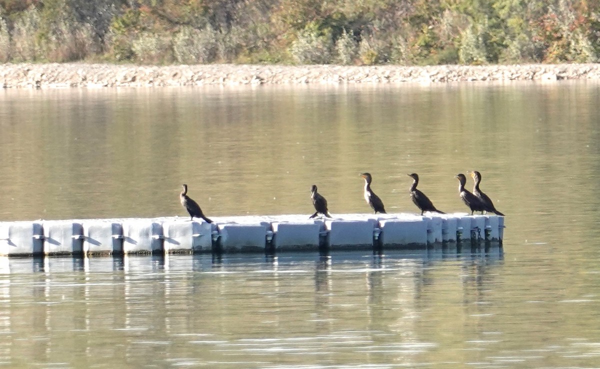 Double-crested Cormorant - ML623825101