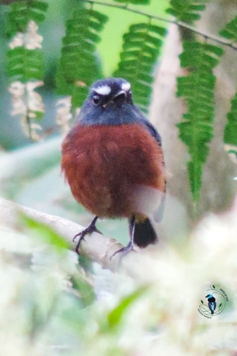 Chestnut-bellied Chat-Tyrant - ML623825102