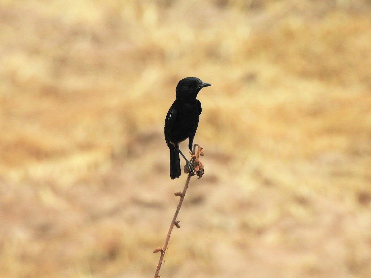 Pied Bushchat - Tuck Hong Tang