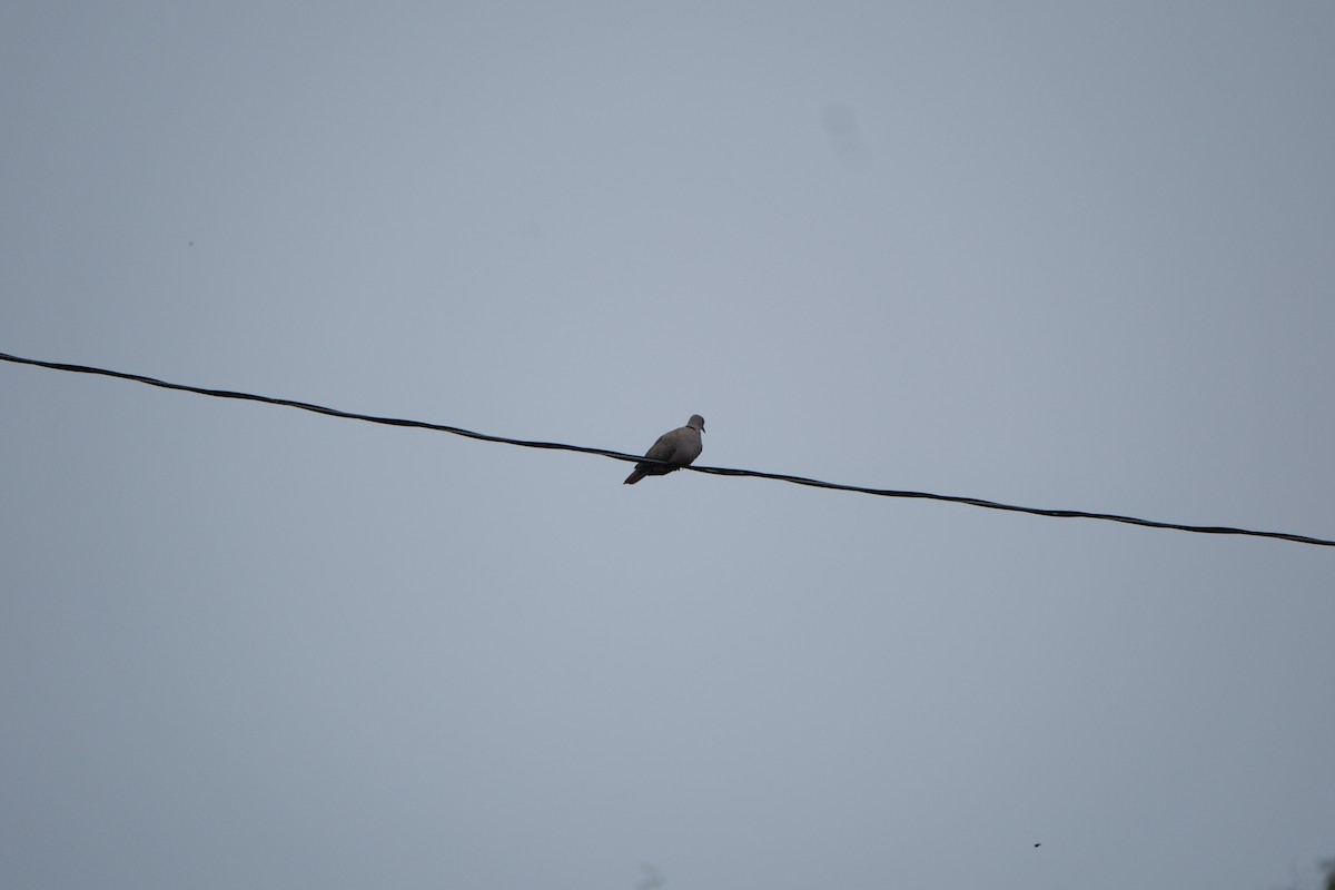 Eurasian Collared-Dove - ML623825129