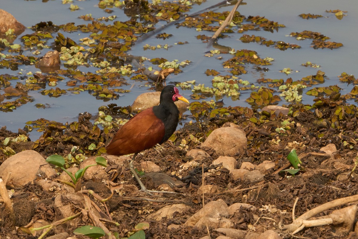 Wattled Jacana - Hunter Book