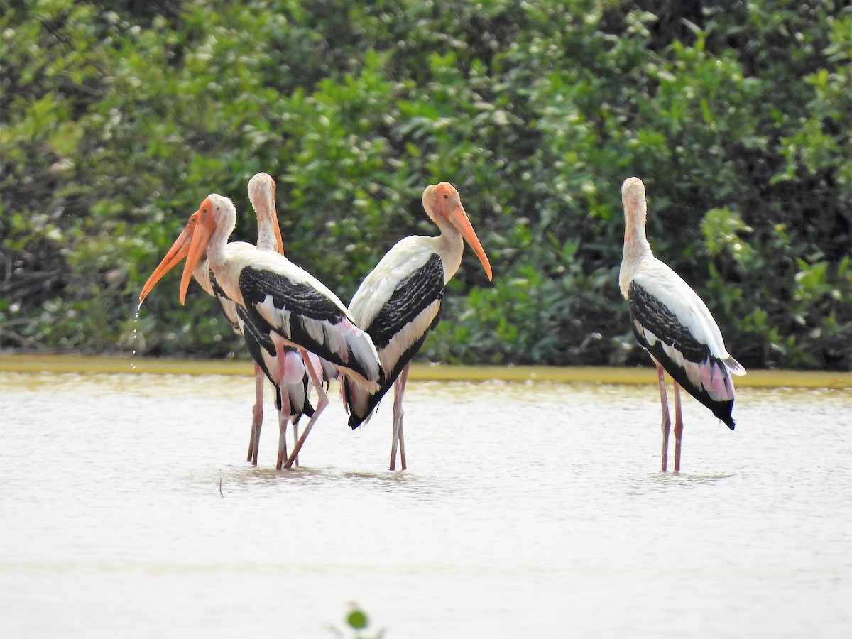 Painted Stork - ML623825196