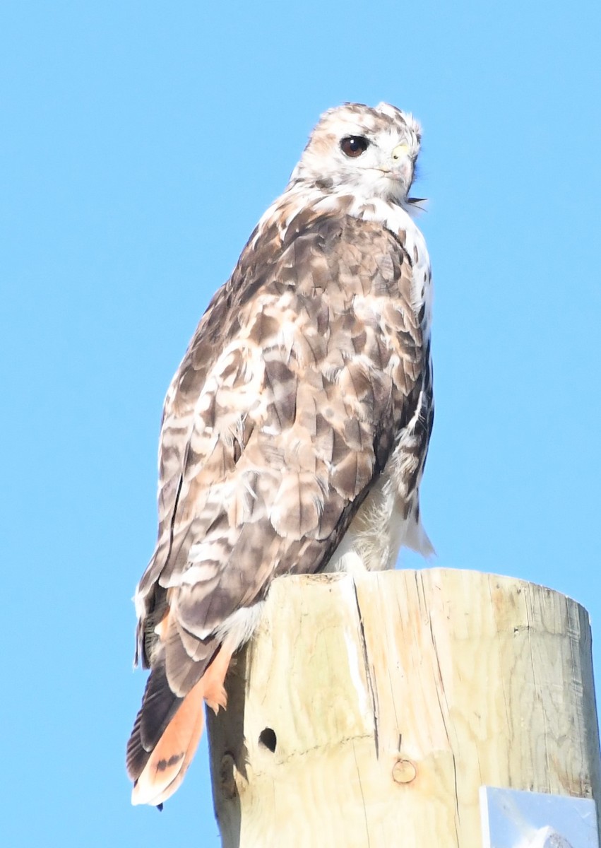 Red-tailed Hawk - ML623825201